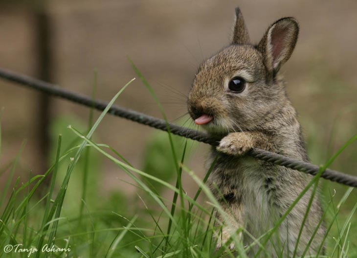 cutest-bunny-rabbits-33