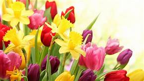 tulipe and daffodils